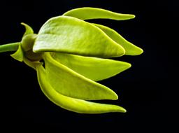 Close-up of the beautiful, blossoming green and yellow flower at black background