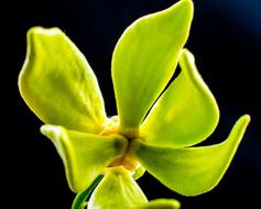 flower with green petals on black background