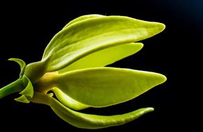 macro photo of a green bud on a black background