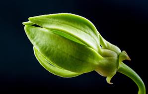 beauty green Bloom black background
