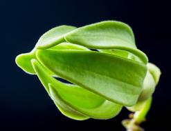 green abstract Bloom