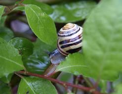 Snail Shell Close Up