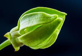 green bud close up on black background