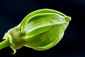 Close-up of the beautiful, blossoming, green and yellow flower bud, in light, at black background