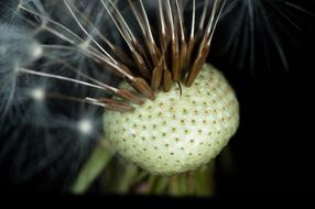 macro view of Faded Dandelion Seeds