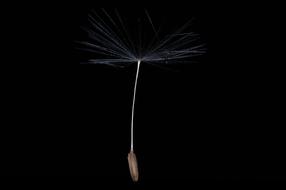 macro view of Dandelion Seeds at black background