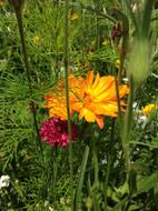 Flowers Garden Spring