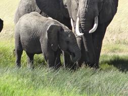 Baby and Mom Elephant