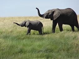 Female Elephant Baby