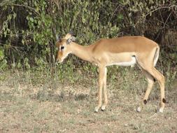 Gazelle Savannah