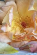 gently pink flower close up