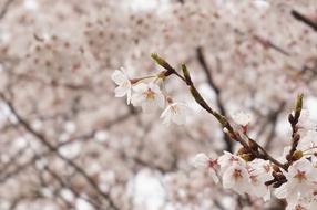 Cherry Blossoms Japan Pink