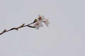 Japanese Pink Cherry Blossoms