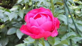 Peony Pink Flowers