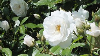 Rose White Flowers