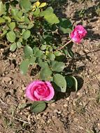 Rose Pink Flower