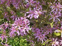 Azalea Ericaceae Pink Flower