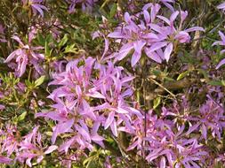 Azalea Ericaceae Pink Flower wagon