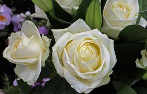bouquet of white roses and lilies