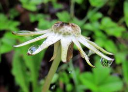 Dandelion Faded Rained Out Spring