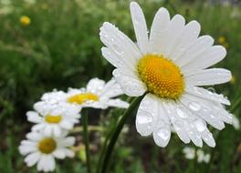 Daisies Spring Flowers White