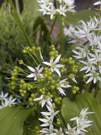 Flower Garden White green