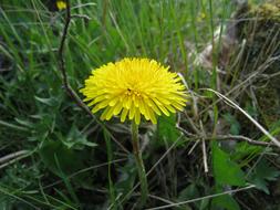 yellow dandelion near green grass