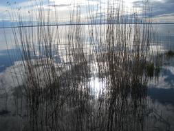 landscape of Reed Water nature