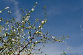 cherry blossoms on a sunny day