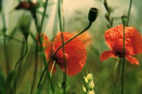 orange Poppy Flowers
