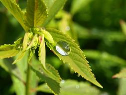 Drop Of Water Drip Rain