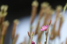 Oenothera Rosea Rose Flowers