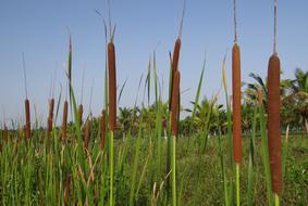 Typha Angustifolia Lesser Bulrush