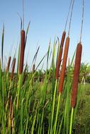 brown reed on a background of blue sky, india