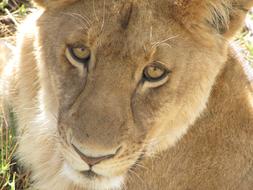 Close Up portrait of Lion