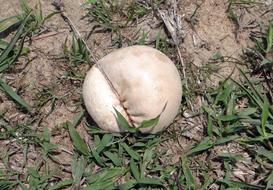 Puffball Mushroom Fungus in India