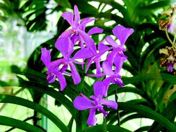 Flower Exotica in the garden on a blurred background