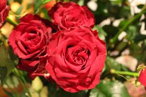 amazing Flowers Rose