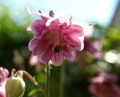 Pink Wild Blossom Bloom at sunlight