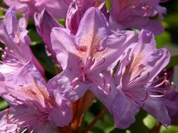 amazing Rhododendron Blossom