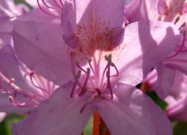 Rhododendron Stamp pink Blossom