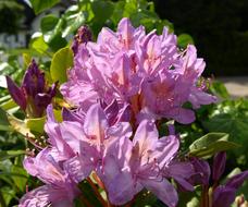 amazing Rhododendron Bloom