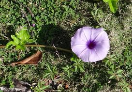 Ipomoea Cairica, Ivy-Leaved Morning glory in bloom