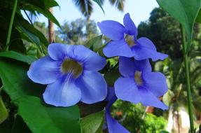 Thunbergia Grandiflora Bengal close-up