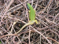 Lizard Green