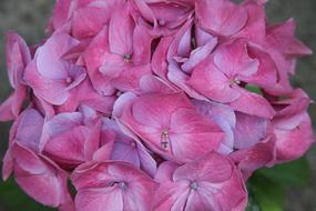 pink hydrangea in the garden close up