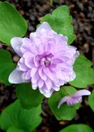 Close-up of the beautiful, violet and white flower, with the green leaves, in the spring