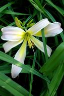 Flower Garden Hemerocallis white