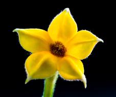 yellow abstract Flower black background