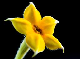 Small Flower Macro yellow